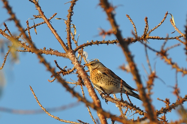 fieldfare, fieldfares, thrush-5.jpg - FIELDFARE - ROUNDHOUSE COURT, SUNNY HAYLING ISLAND - EARLY JANUARY 2010